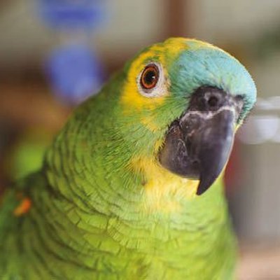 Blue Fronted Amazon