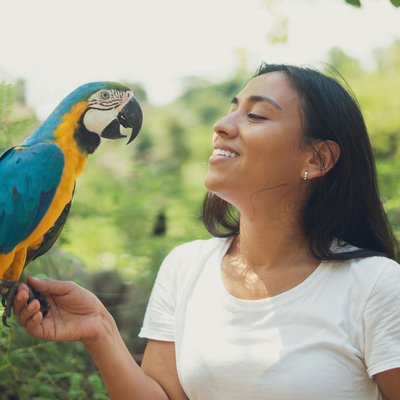 Blue & Gold Macaw