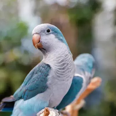 Blue Monk | Blue Quaker Parrot