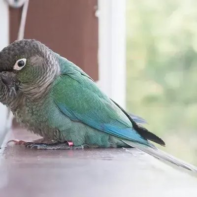 Blue Sided | Turquoise Conure