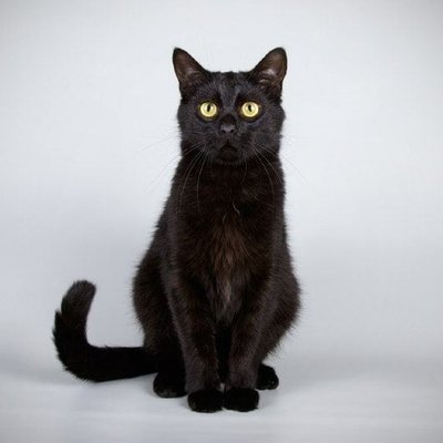 Bombay Kitten