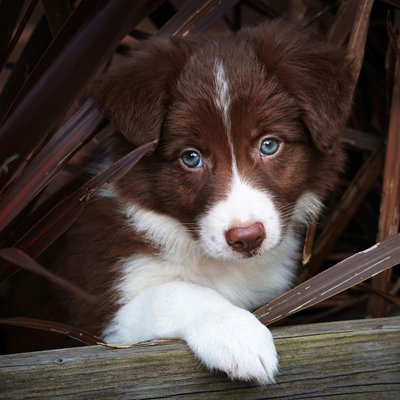 Border Collie Puppy