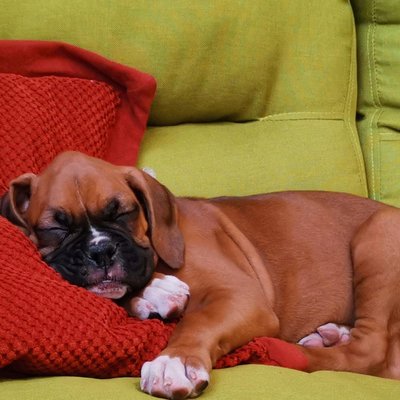 Boxer Puppy