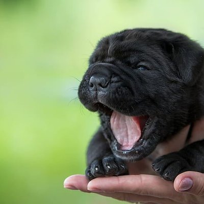 Cane Corso Puppy