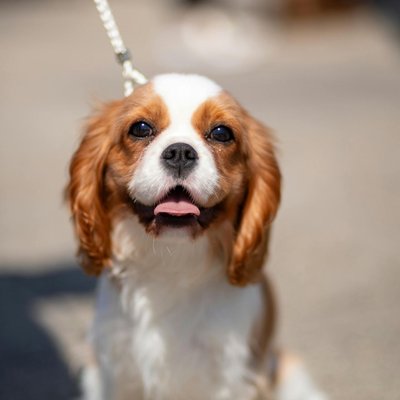 Cavalier King Charles Spaniel Puppy