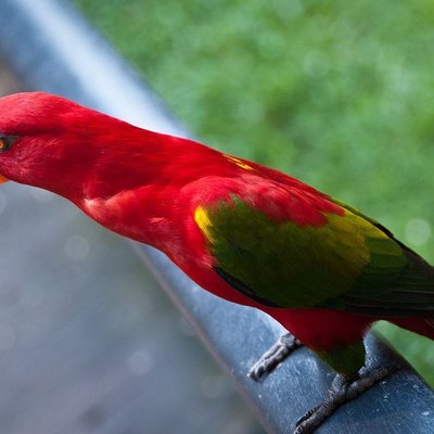 Chattering Lorikeet