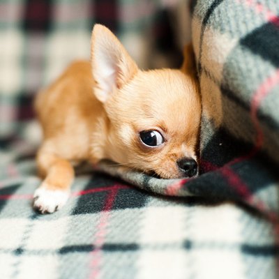 Chihuahua Puppy