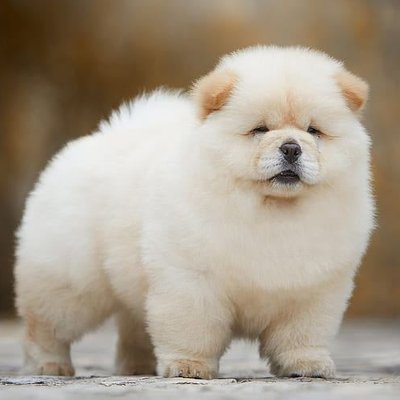 Chow Chow Puppies