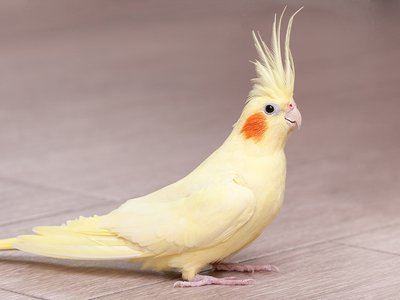 Cockatiel
