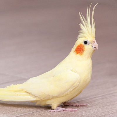 Cockatiel