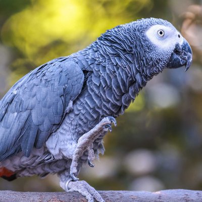 African Grey Parrot
