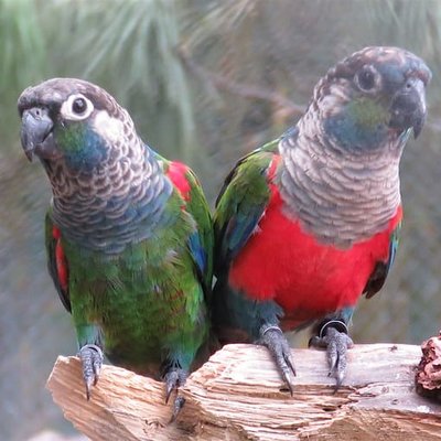 Crimson Bellied Conure