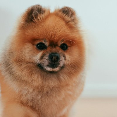 Culture Pom Puppy