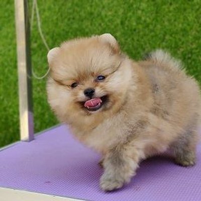 Culture Toy Pom Puppy