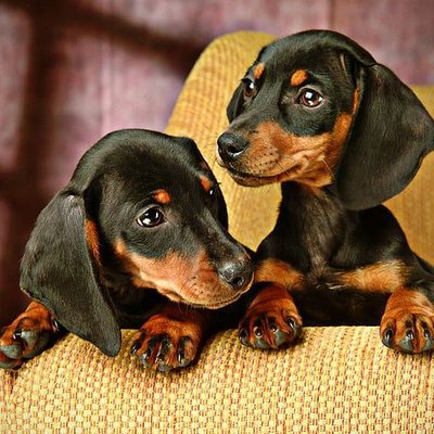 Dachshund Puppy
