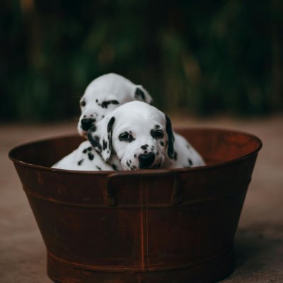 Dalmatian Puppy