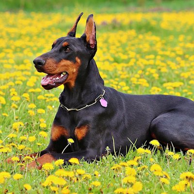 Doberman Pinscher Puppy