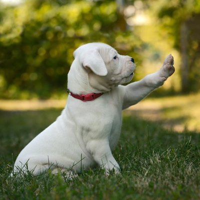 Dogo Argentino Puppy