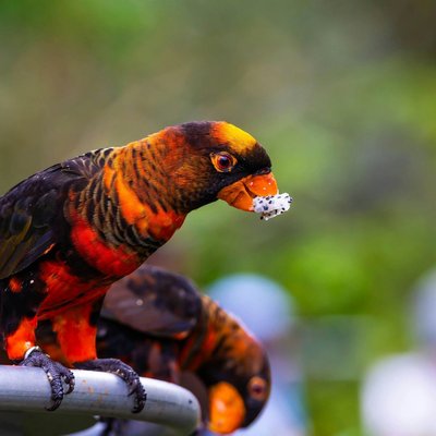 Dusky Lorikeet