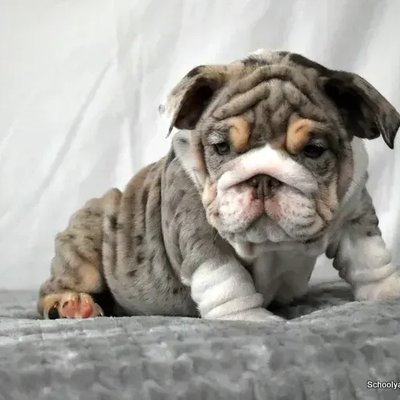 English Bull Dog Puppy