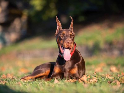 European Doberman Puppy