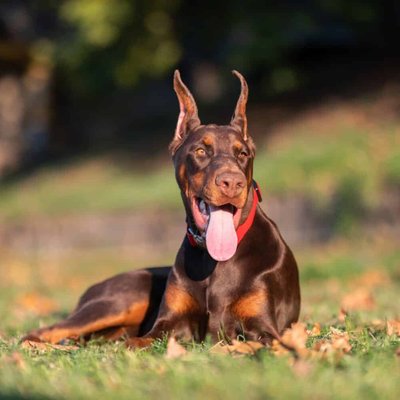 European Doberman Puppy