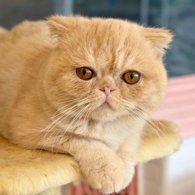 Exotic Short Hair Kitten