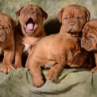 French Mastiff Puppy