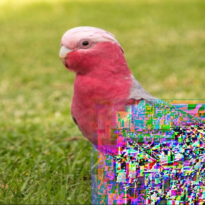 Gallah Cockatoo