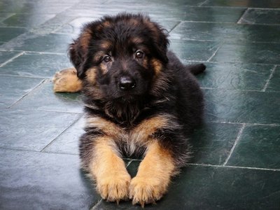 German Shepherd Puppy