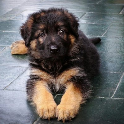 German Shepherd | Black & Tan