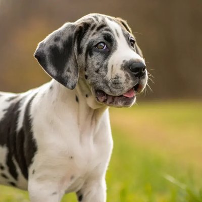 Great Dane Puppy