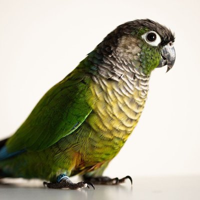 Green Cheek Conure