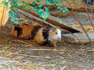 Guinea Pig Babies