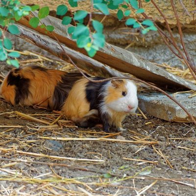 Guinea Pig Babies