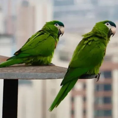 Hahn's Macaw