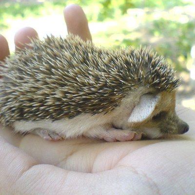 Hedgehogs Babies & Adults