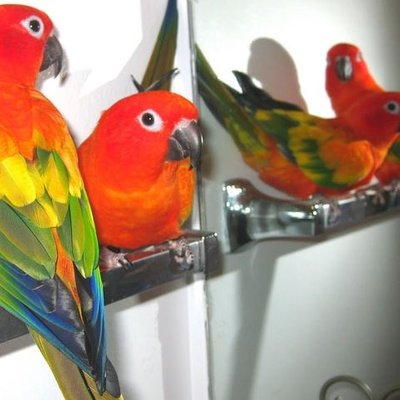 Hyper Red Sun Conure