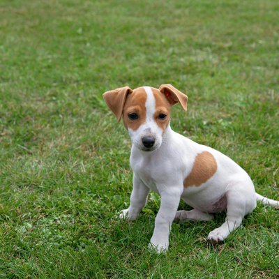 Jack Russell Terrier Puppy
