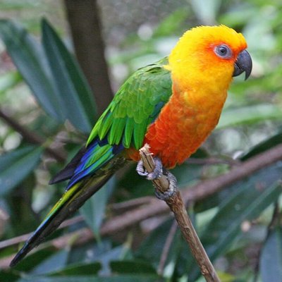Jenday Conure