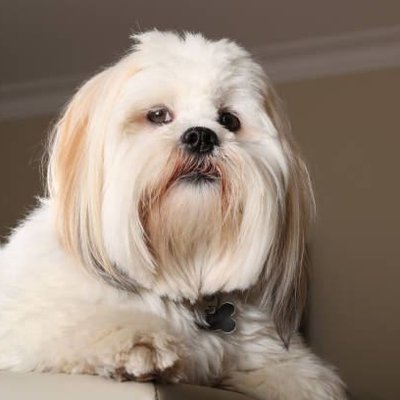 Lhasa Apso Puppies