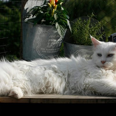 Maine Coon Kitten
