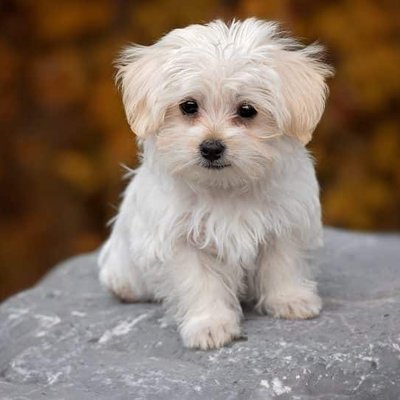 Maltese Puppy | White