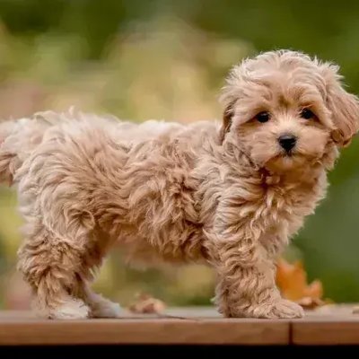 Maltipoo Puppy