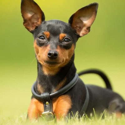 Miniature Pinscher Puppy