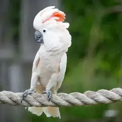 Moluccan Cockatoo