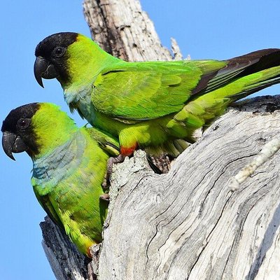 Nanday Conure