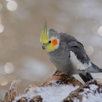 Grey Cockatiel