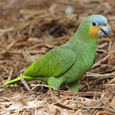 Orange Wing Amazon Parrots