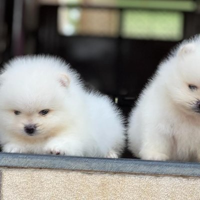Orignal Toy Pom Puppy